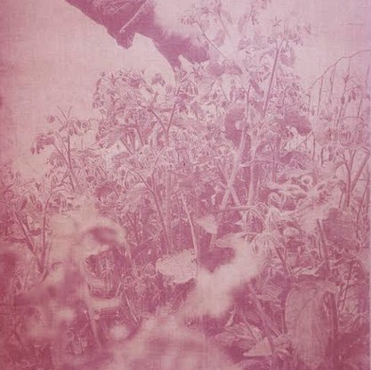 L&rsquo;Anthotype, qu’es aquò ?