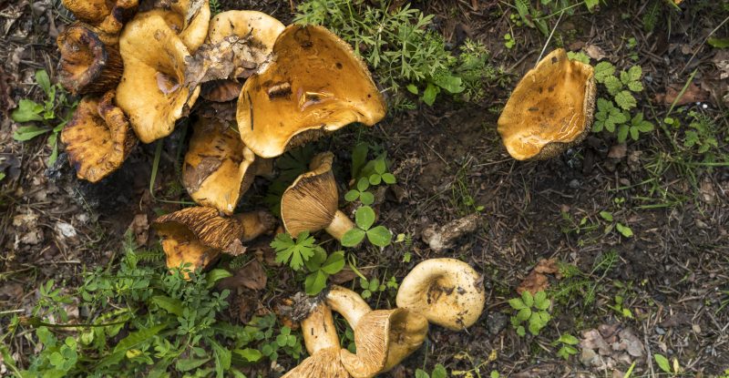 Cueillette de champignons